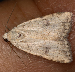 Micrathetis triplex