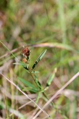Lespedeza angustifolia