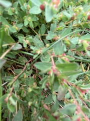 Euphorbia vermiculata