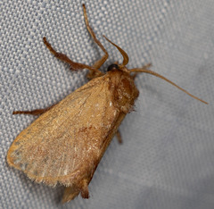 Monoleuca occidentalis