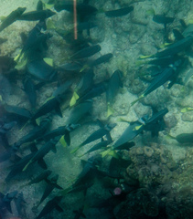 Prionurus laticlavius