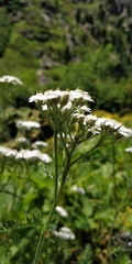 Achillea millefolium