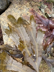 Fucus serratus
