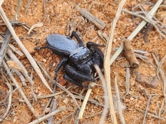 Phidippus octopunctatus