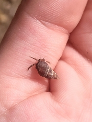 Coenobita compressus