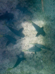 Prionurus laticlavius