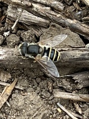 Eristalis hirta