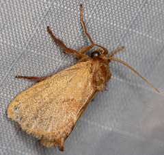 Monoleuca occidentalis