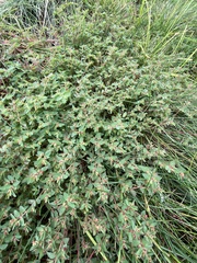 Euphorbia vermiculata
