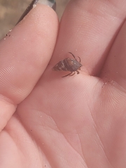Coenobita compressus