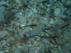 Diplodus sargus