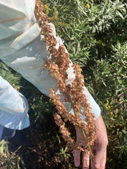 Rumex britannica