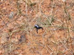 Phidippus octopunctatus