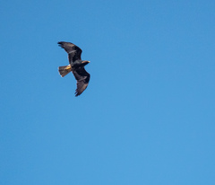 Buteo galapagoensis