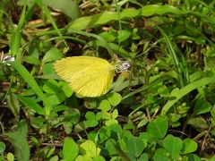 Eurema blanda