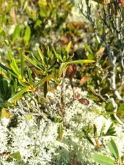 Kalmia polifolia