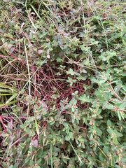 Euphorbia vermiculata