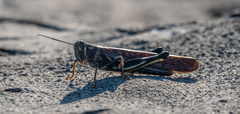 Schistocerca melanocera
