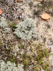 Cladonia arbuscula