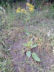 Senecio doria