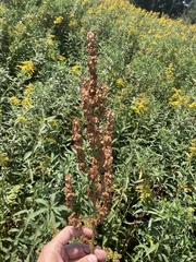 Rumex britannica