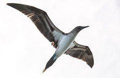 Sula nebouxii excisa