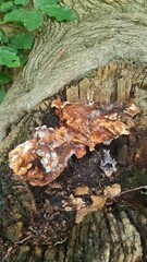 Phellinopsis conchata