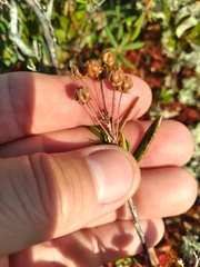 Kalmia polifolia
