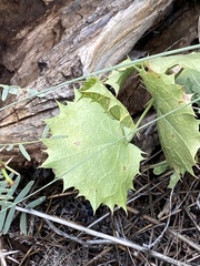 Acourtia nana