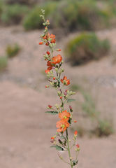 Sphaeralcea angustifolia