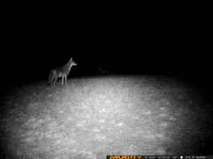 Canis latrans lestes