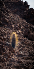 Brachycereus nesioticus