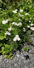 Achillea millefolium