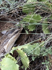 Acourtia nana