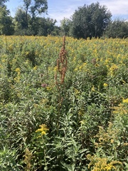 Rumex britannica