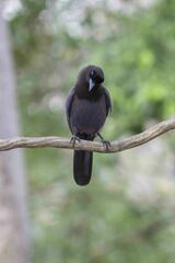 Cyanocorax cyanomelas