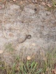 Anguis colchica