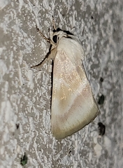Schinia regina