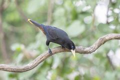 Psarocolius decumanus