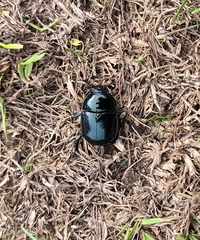Geotrupes stercorarius