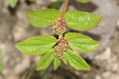 Euphorbia hirta