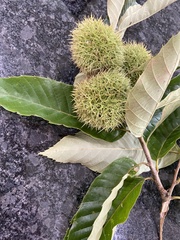 Castanea mollissima