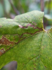 Phyllocnistis vitegenella