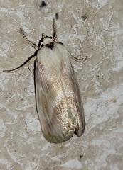 Schinia regina