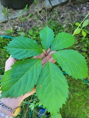 Parthenocissus quinquefolia