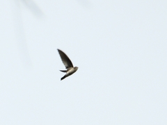 Aerodramus germani