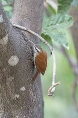 Lepidocolaptes angustirostris