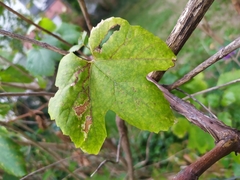 Phyllocnistis vitegenella