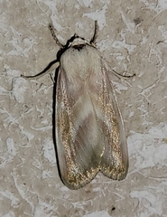 Schinia regina