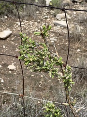 Cylindropuntia leptocaulis